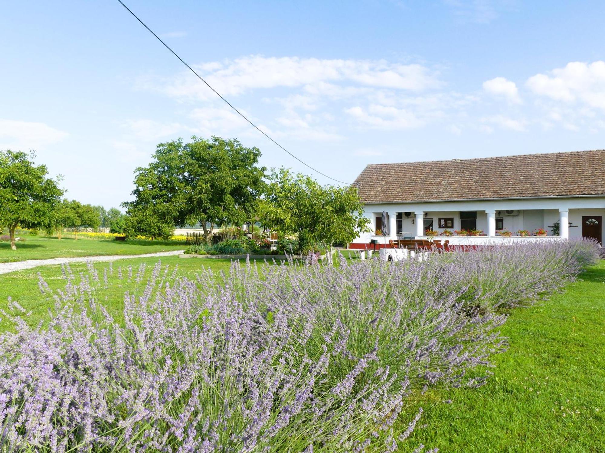 Tisza White House Bed and Breakfast Tiszaszolos Eksteriør billede